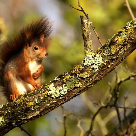 Le Chant Du Coucou Laigne-en-Belin