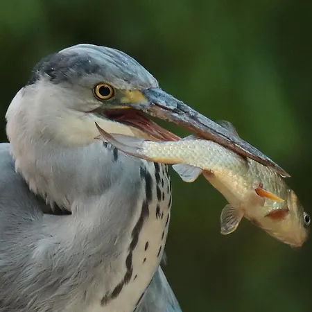 Le Chant Du Coucou * Laigne-en-Belin