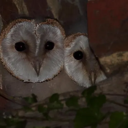 Le Chant Du Coucou * Laigne-en-Belin