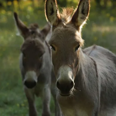 Ferienhaus Le Chant Du Coucou