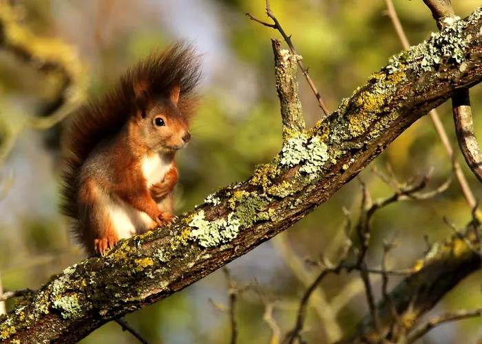 Le Chant Du Coucou Laigne-en-Belin