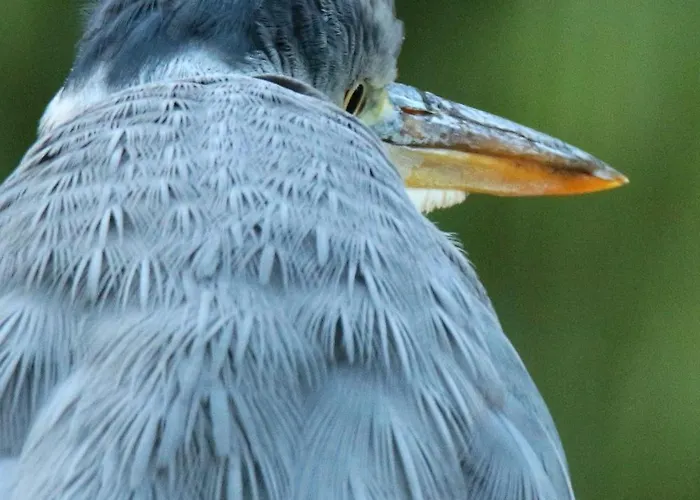 Le Chant Du Coucou Tatil Evi