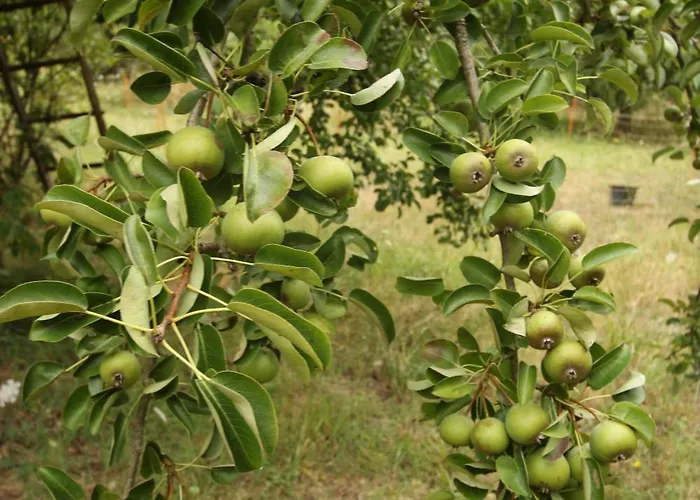 Le Chant Du Coucou *