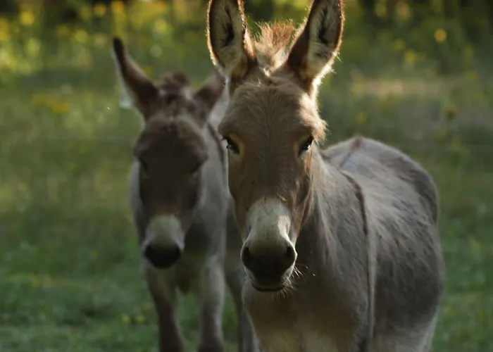 Tatil Evi Le Chant Du Coucou