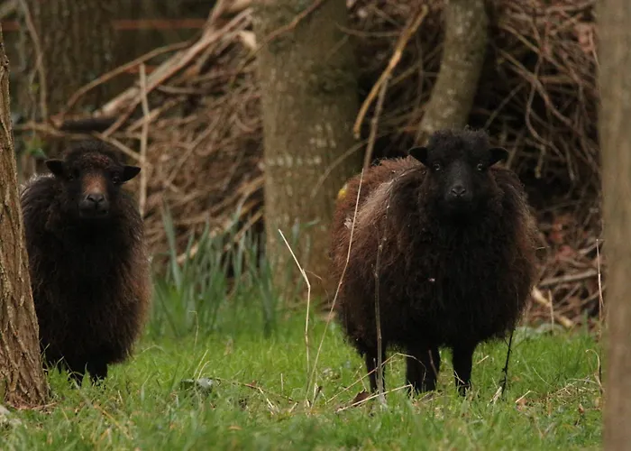 Le Chant Du Coucou Laigne-en-Belin